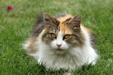 Feline animal gata