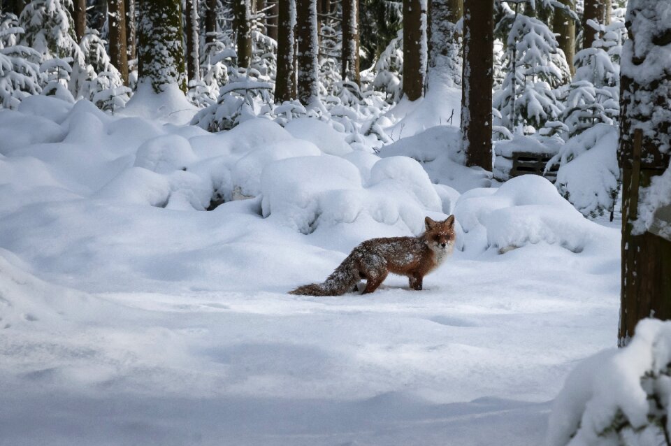 Animal world winter nature