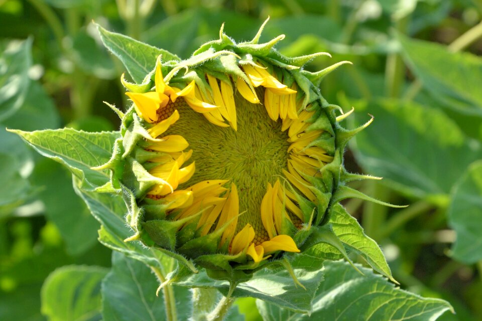 Yellow summer helianthus