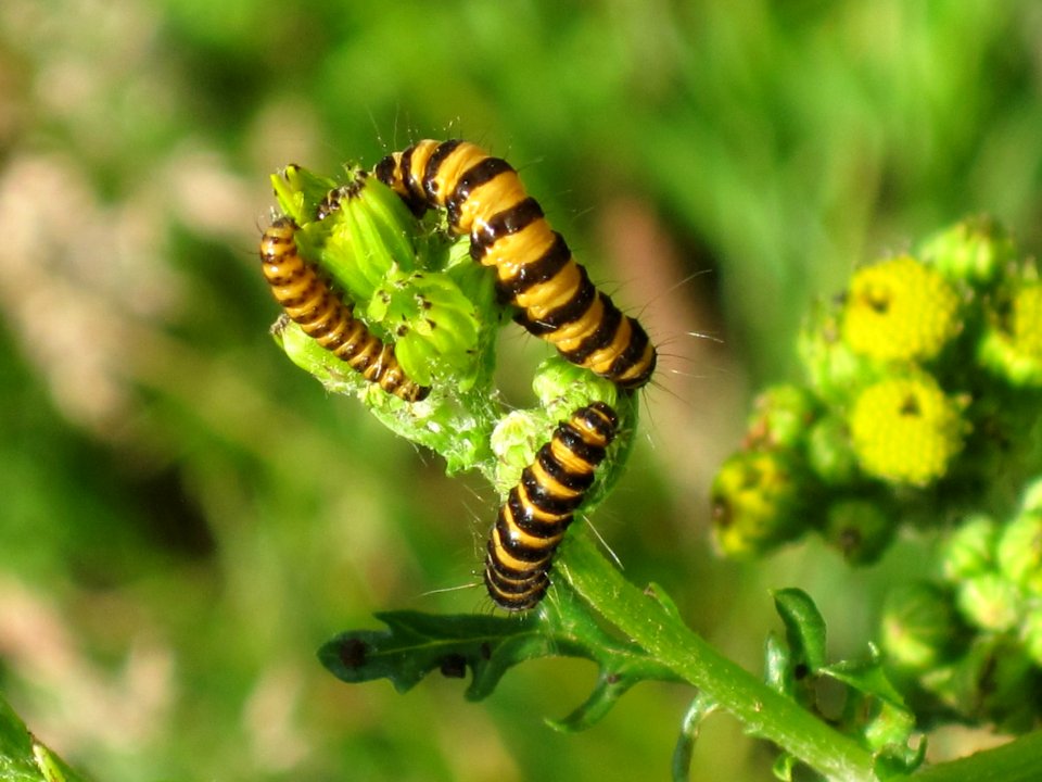 Caterpillars of a Cinnabar Moth (Tyria jacobaeae) on Ragwort (Jacobaea vulgaris), Arnhem, the Netherlands
