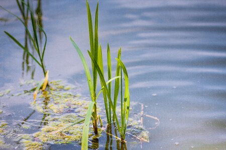Pond landscape nature