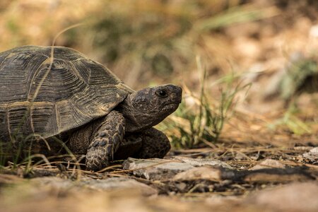 Wild natural wildlife