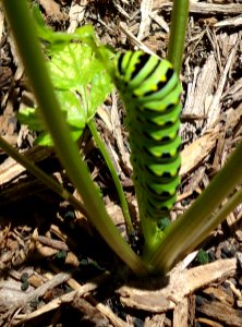 Caterpillar munching on leaf