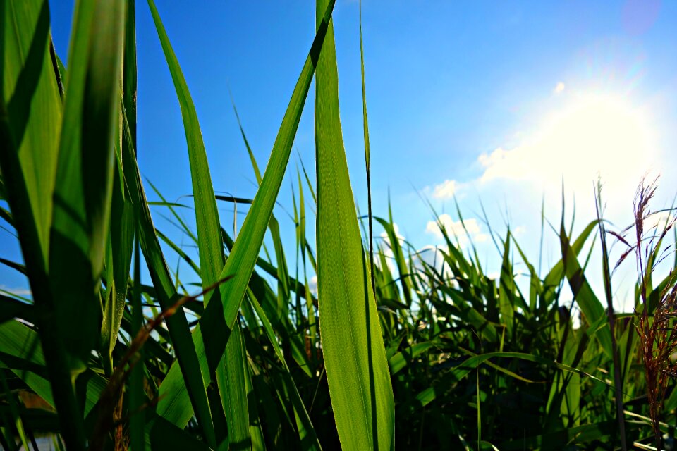 Pond waterway wetland