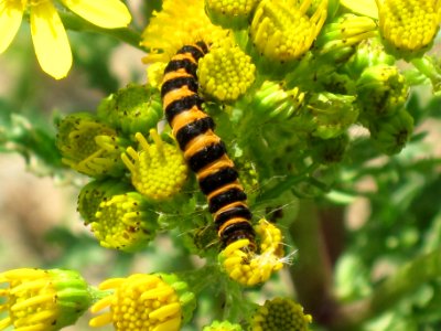Caterpillar of a Cinnabar Moth (Tyria jacobaeae) on Ragwort (Jacobaea vulgaris), Arnhem, the Netherlands