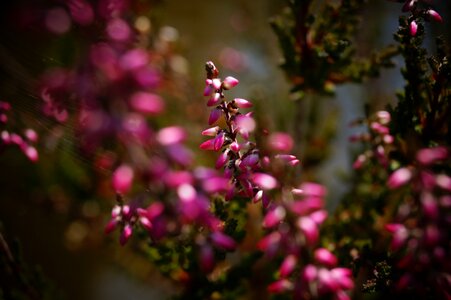Plant blossom bloom