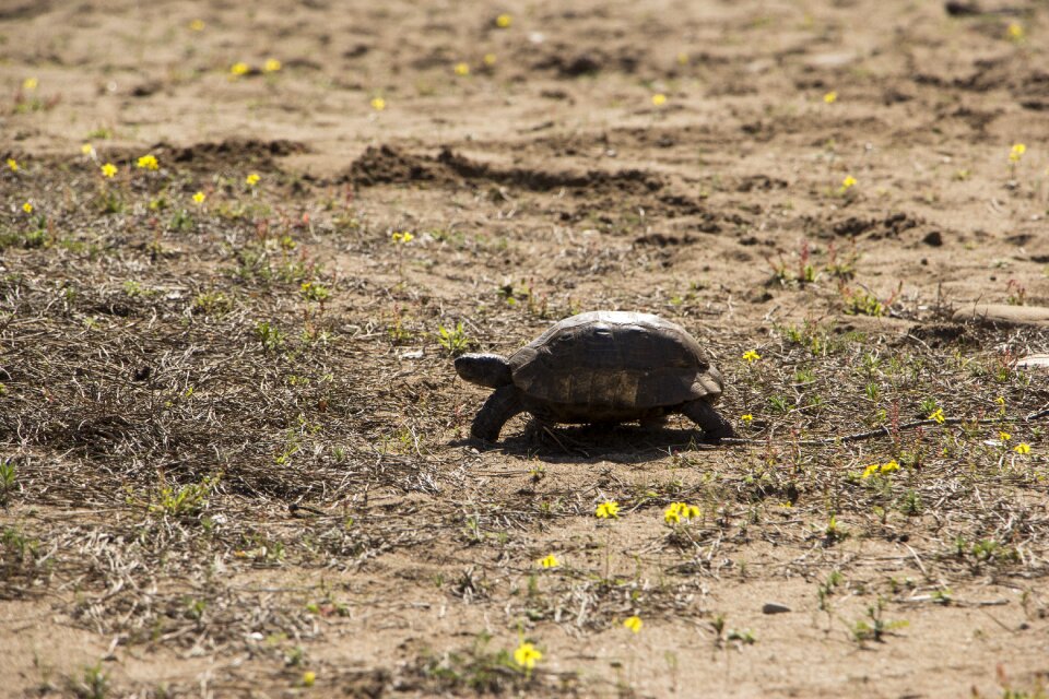 Wild natural wildlife