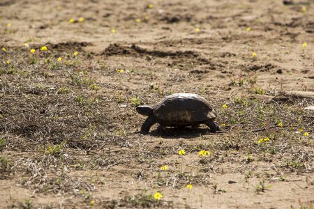 Wild natural wildlife