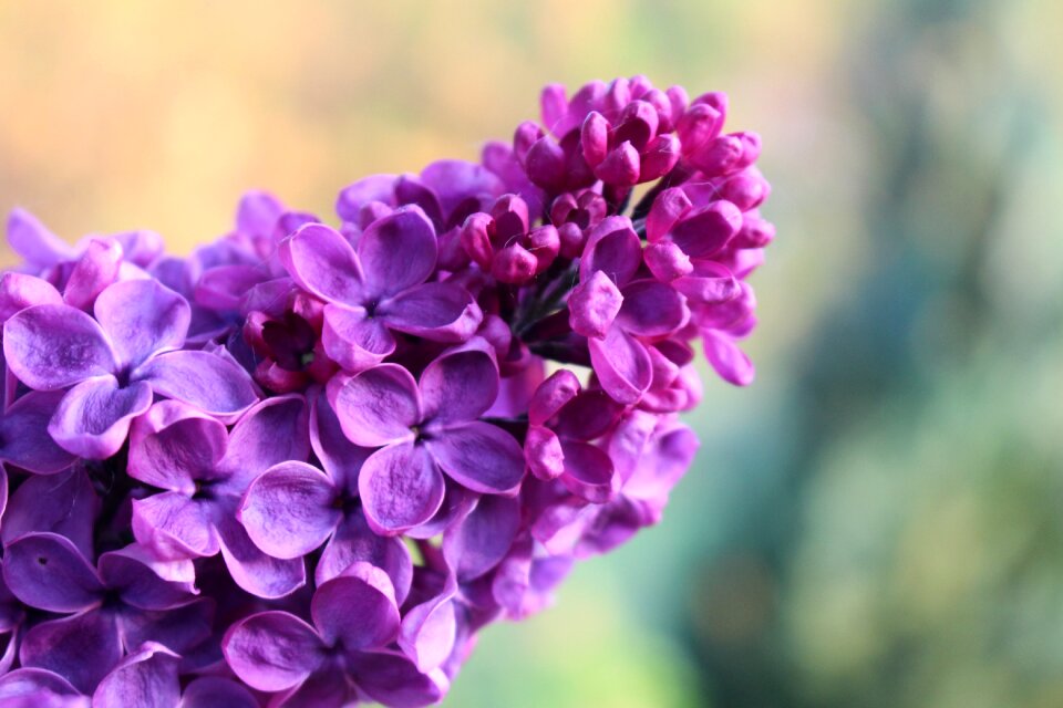 Tree violet blossom