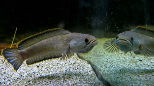 Channa gachua ♂
