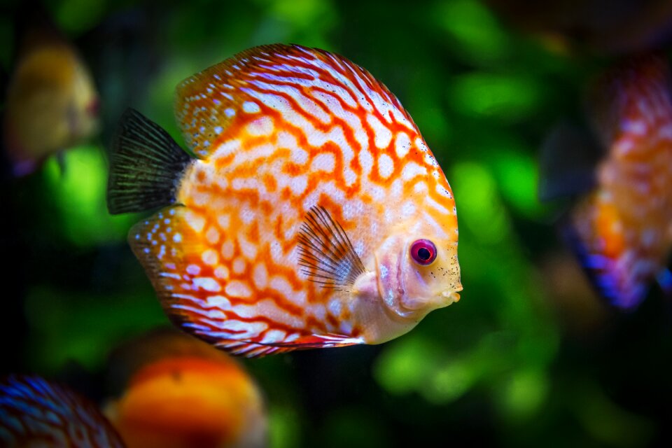 Symphysodon aequifasciatus nature animal