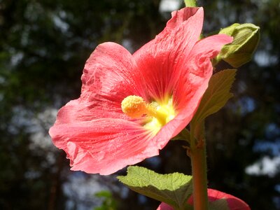 Bloom red spring photo