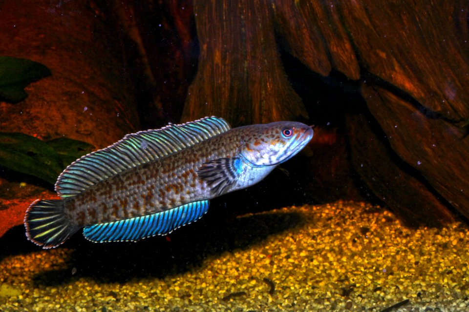 Channa andrao im Aquarium