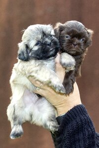 Pet sweet shih photo