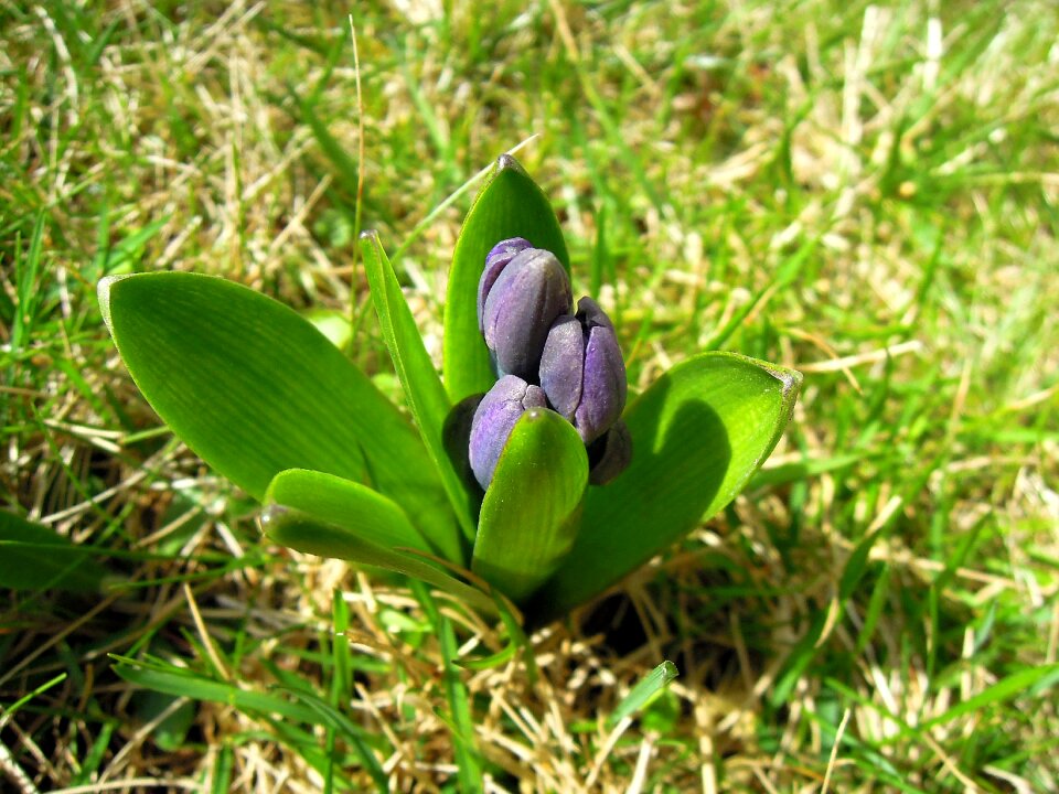 Spring flower garden plant