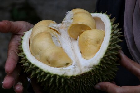 Durian king of fruit exotic fruit