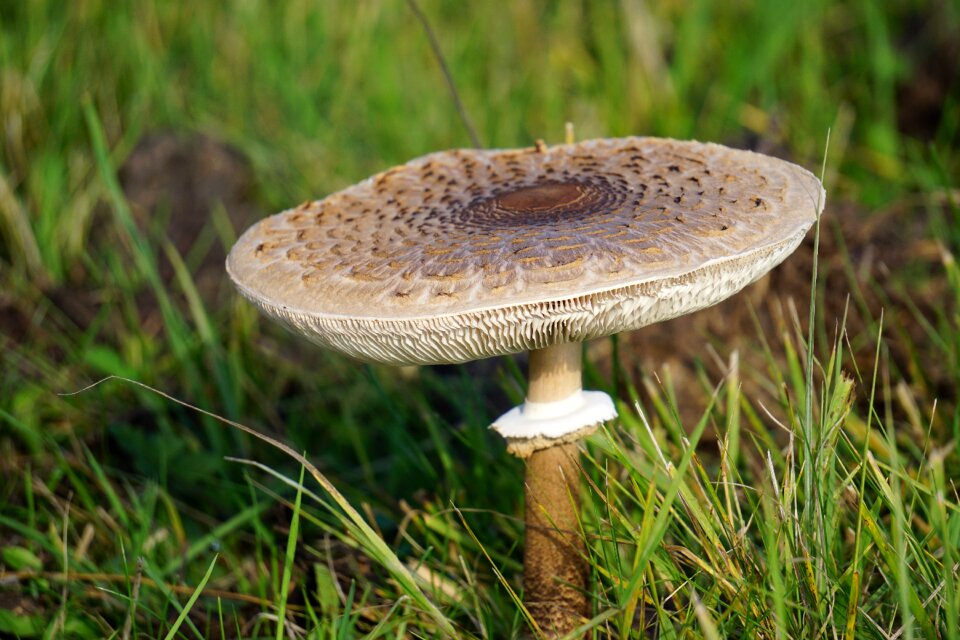 Autumn nature plant