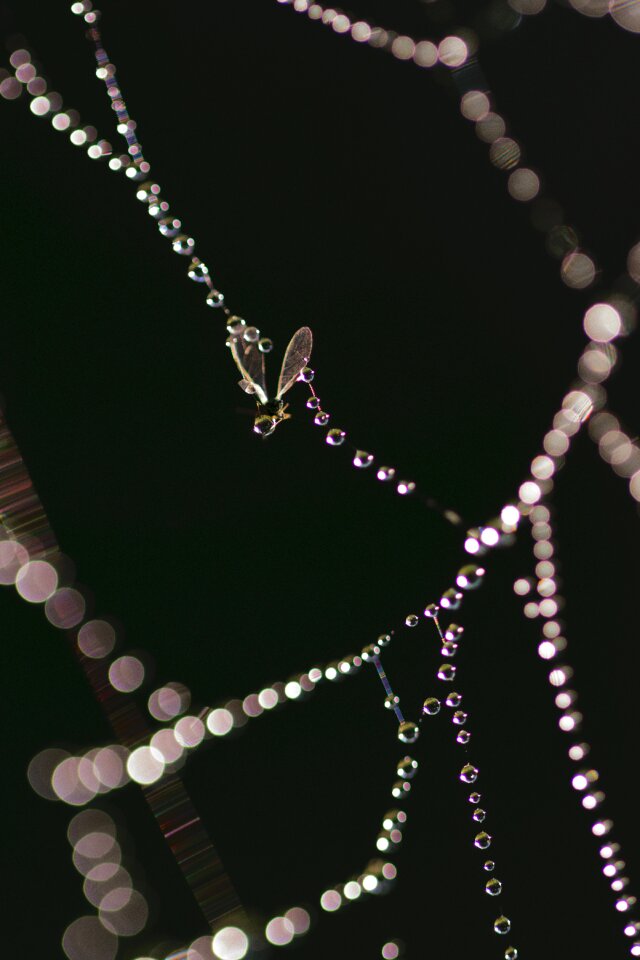Chain pearl white