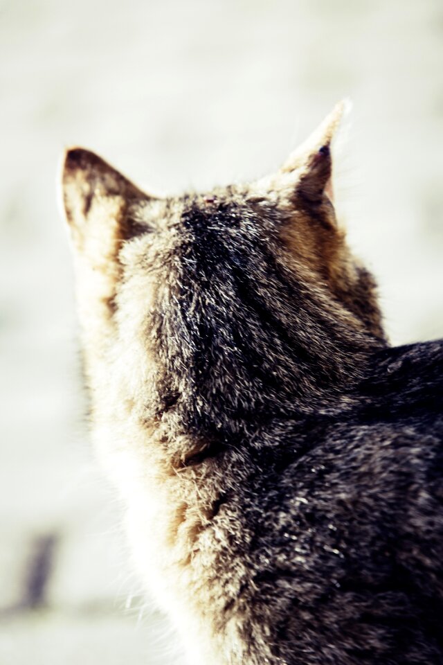 Ears listen domestic cat