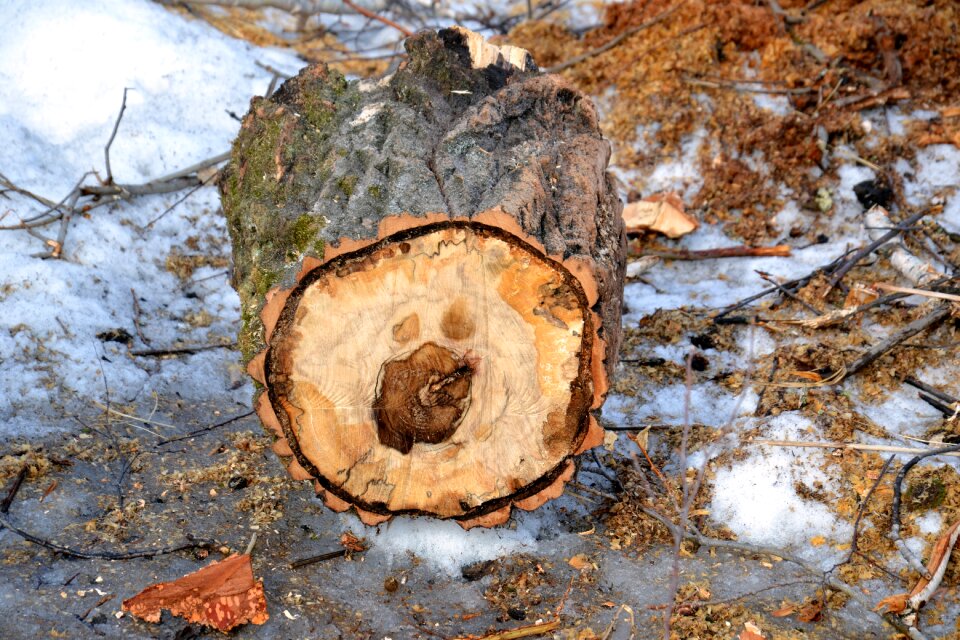 Stump winter balance beam