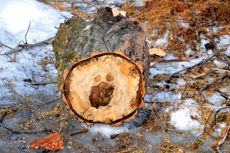 Stump winter balance beam