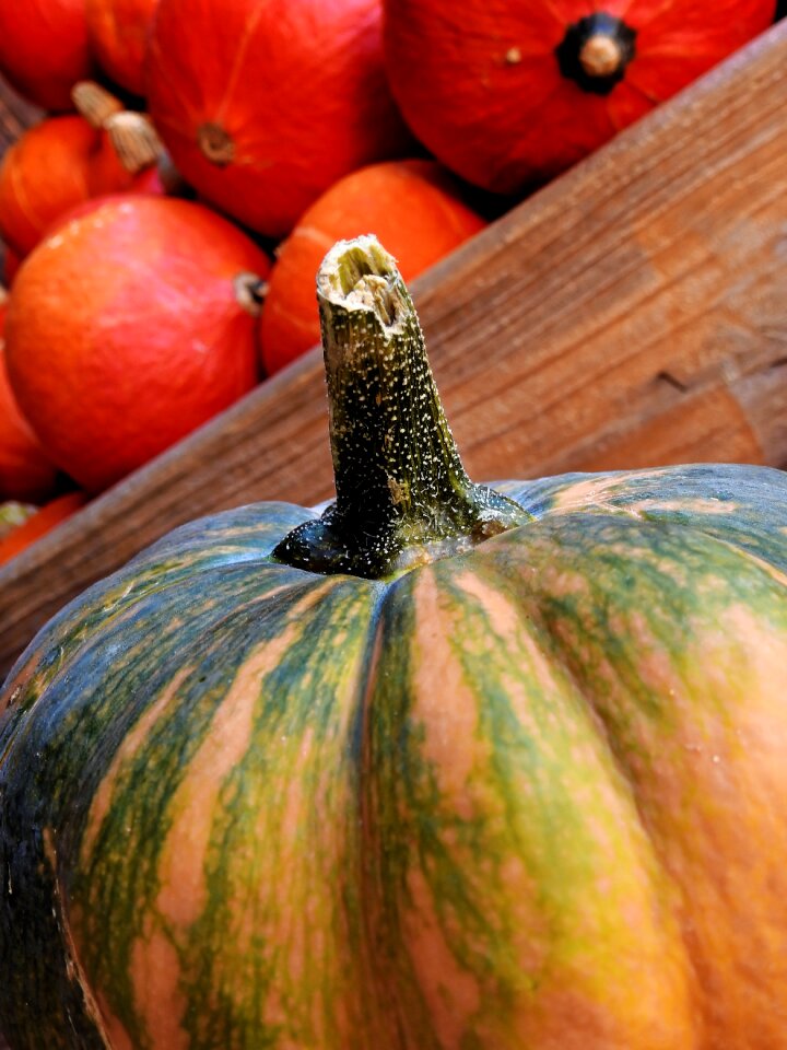 Decoration vegetables harvest