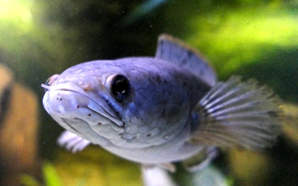 Channa gachua portrait, Zwerg-Schlangenkopf, dwarf snakehead