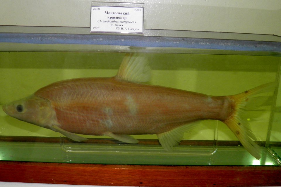 Chanodichthys mongolicus