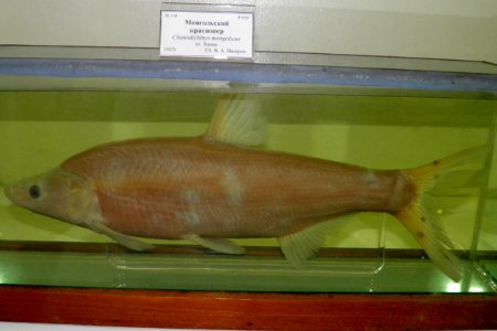 Chanodichthys mongolicus