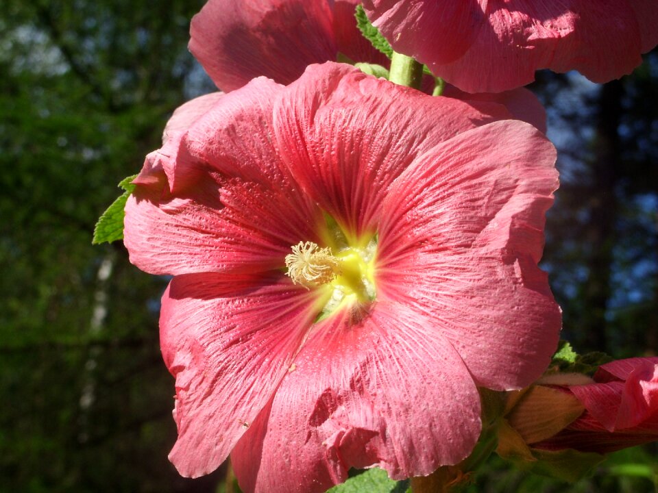 Nature flower beauty