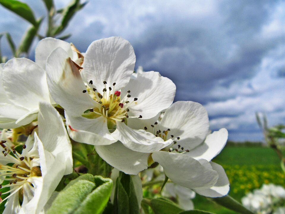 White flowers flower blossom buds