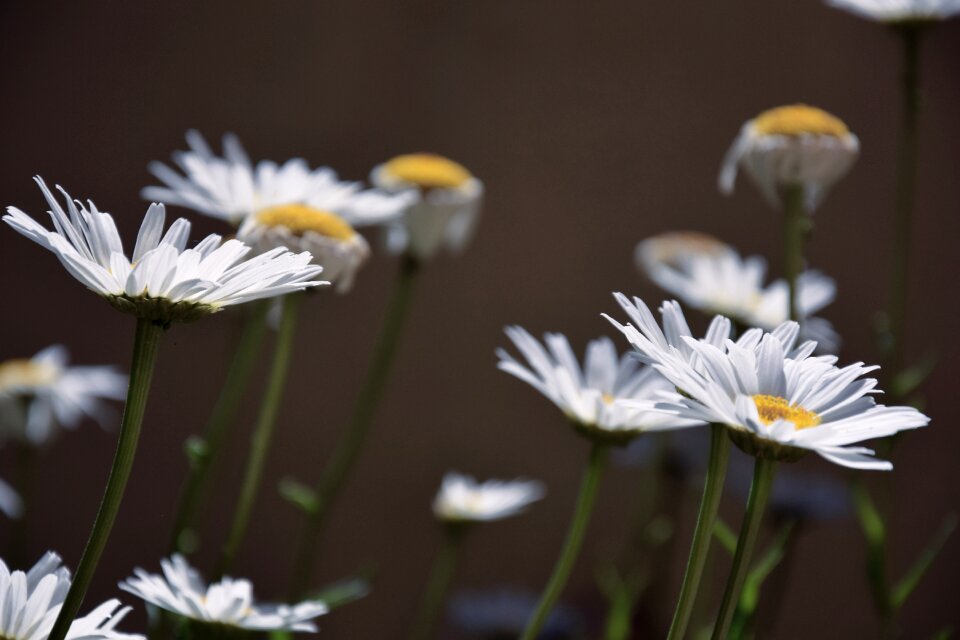 White petals petals flowers