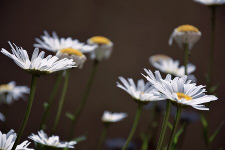 White petals petals flowers