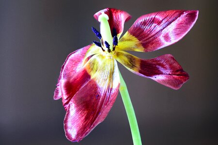 Background beautiful biology