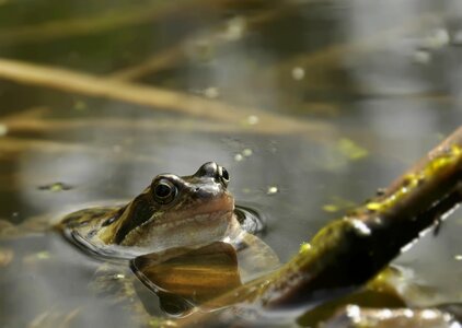 Of course green water fauna photo