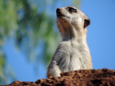 Pet animal mammal