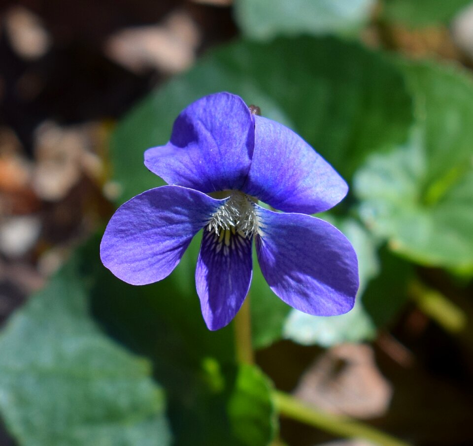 Flower blossom bloom photo