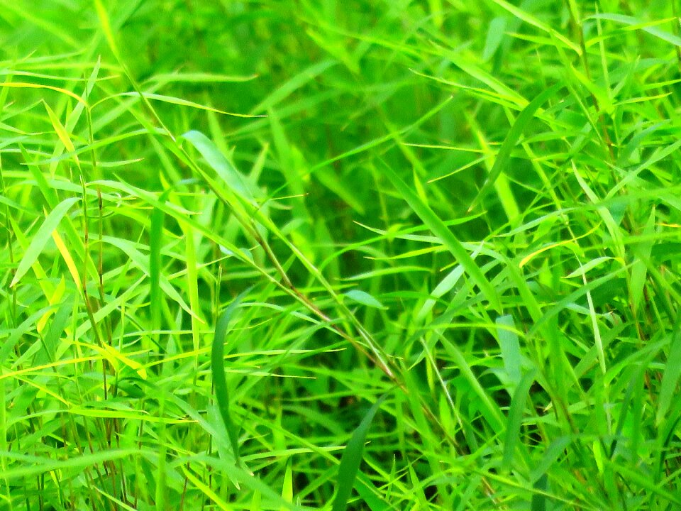 Grass texture green texture