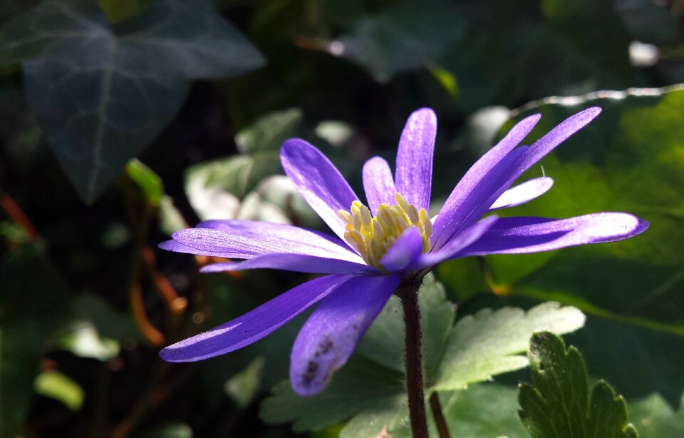 Anemone forest purple flower