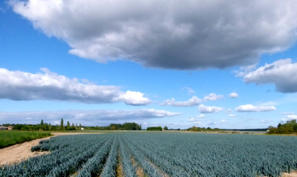 Champ de poireaux photo