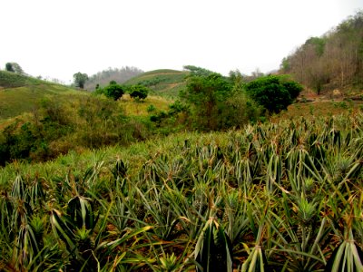 Champ d'ananas nord de la Thailande