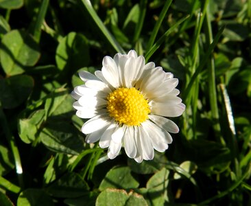 Little daisy green flora photo