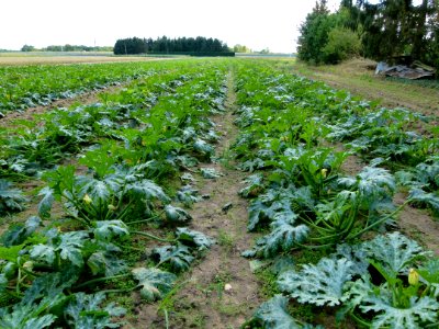 Champ de courgettes