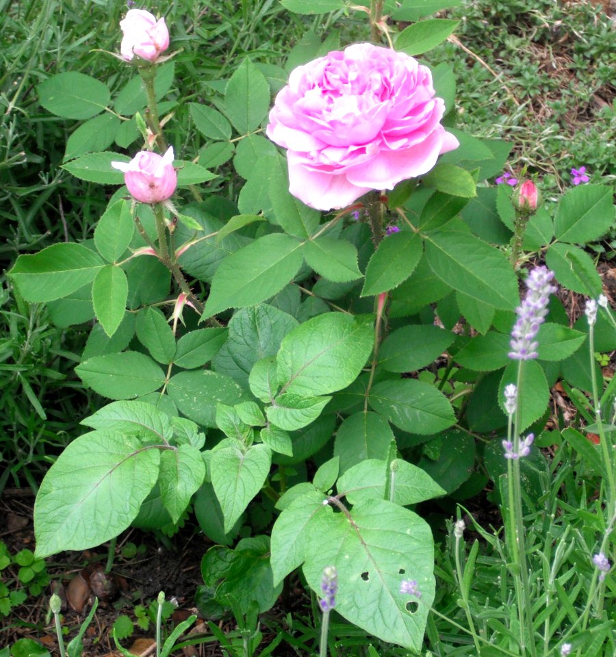 ChambordRose