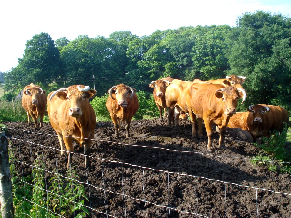Chamborand (Creuse, Fr), vaches limousines