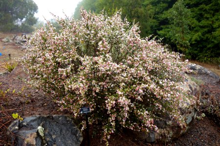 Chamelaucium ciliatum 'Scaddan' - UC Santa Cruz Arboretum - DSC07472