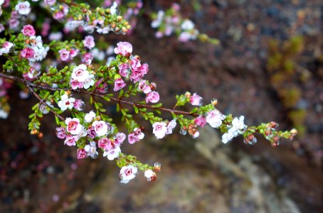 Chamelaucium ciliatum 'Scaddan' - UC Santa Cruz Arboretum - DSC07474