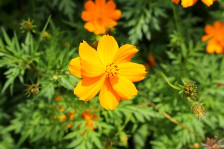 Orange bee pollination photo