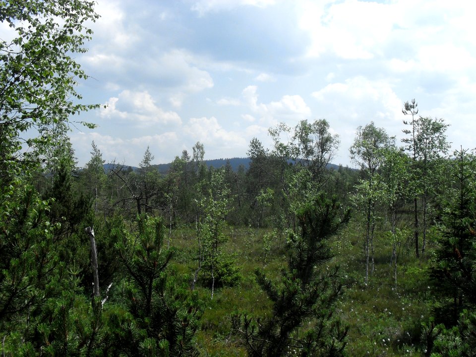 Chalupská slať 26