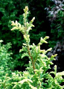 Chamaecyparis pisifera 'Plumosa juniperoides' - Stanley M. Rowe Arboretum - DSC03512